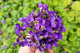 violet flowers, viola odorata, herbal violet flowers, natural violet petals, organic violet flowers, wild violet plant, violet flower closeup, medicinal violet flowers, violet blossoms, herbal skincare violet flowers